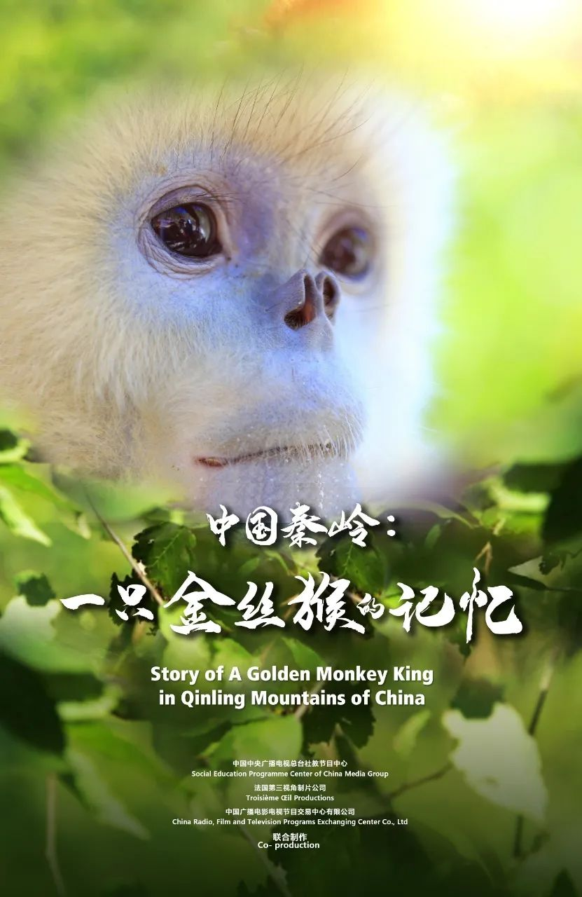 一只金丝猴的记忆.png